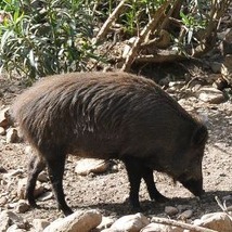 cinghiale