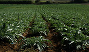 agricoltura campo carciofi