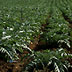 agricoltura campo carciofi