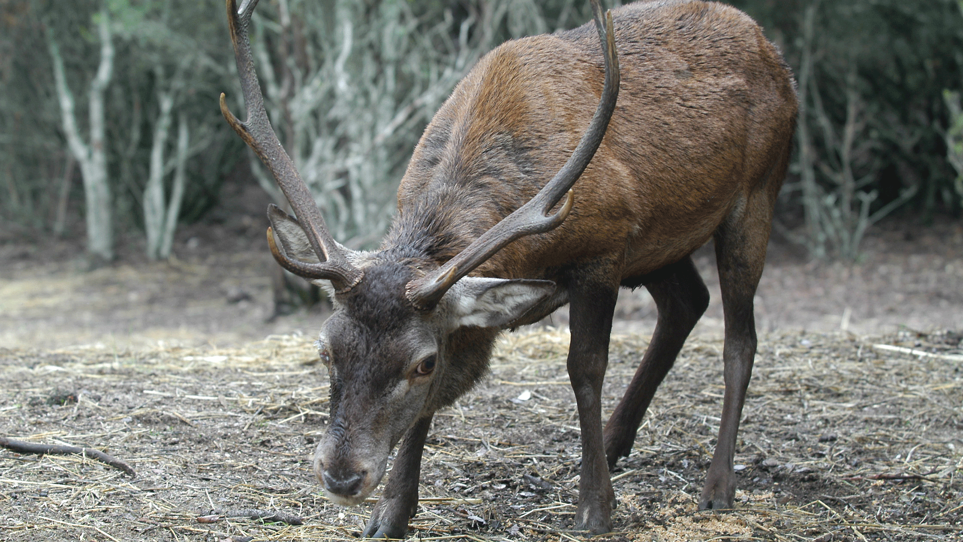 Animali Cervo