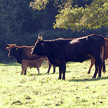 Animali Bovini mucche