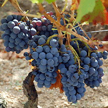 Vendemmia uva cannonau