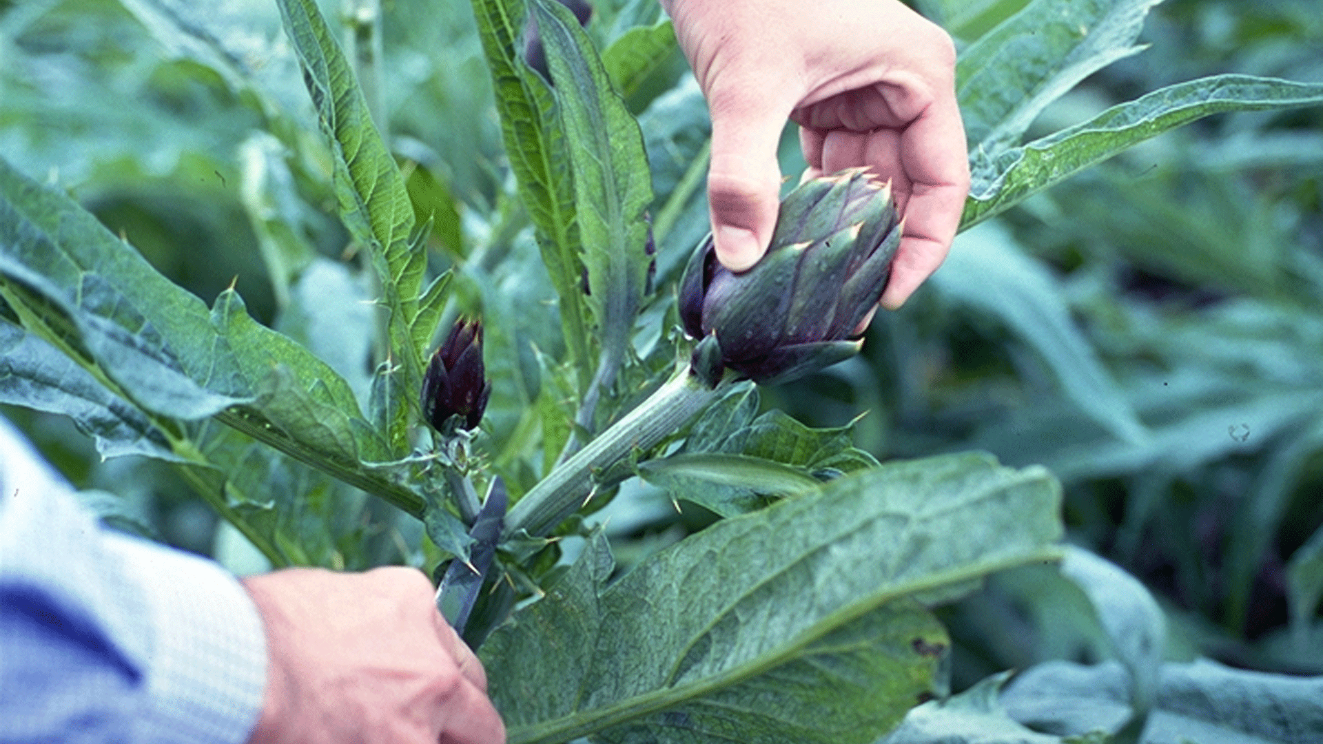 Agricoltura coltivazioni carciofo spinoso