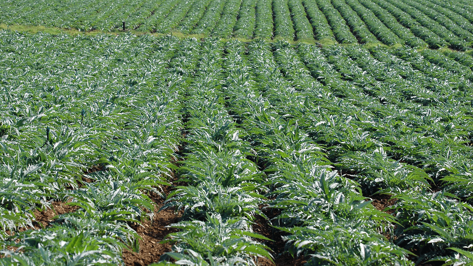 Agricoltura coltivazioni carciofo spinoso