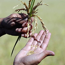 agricoltura-coltivazioni-mietitura